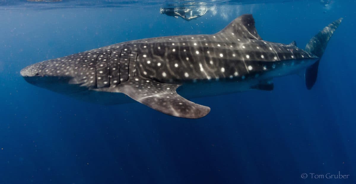 Scuba diving with whale sharks in Utila Island - Honduras