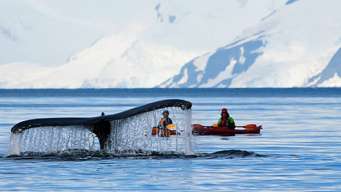 Humpback whale