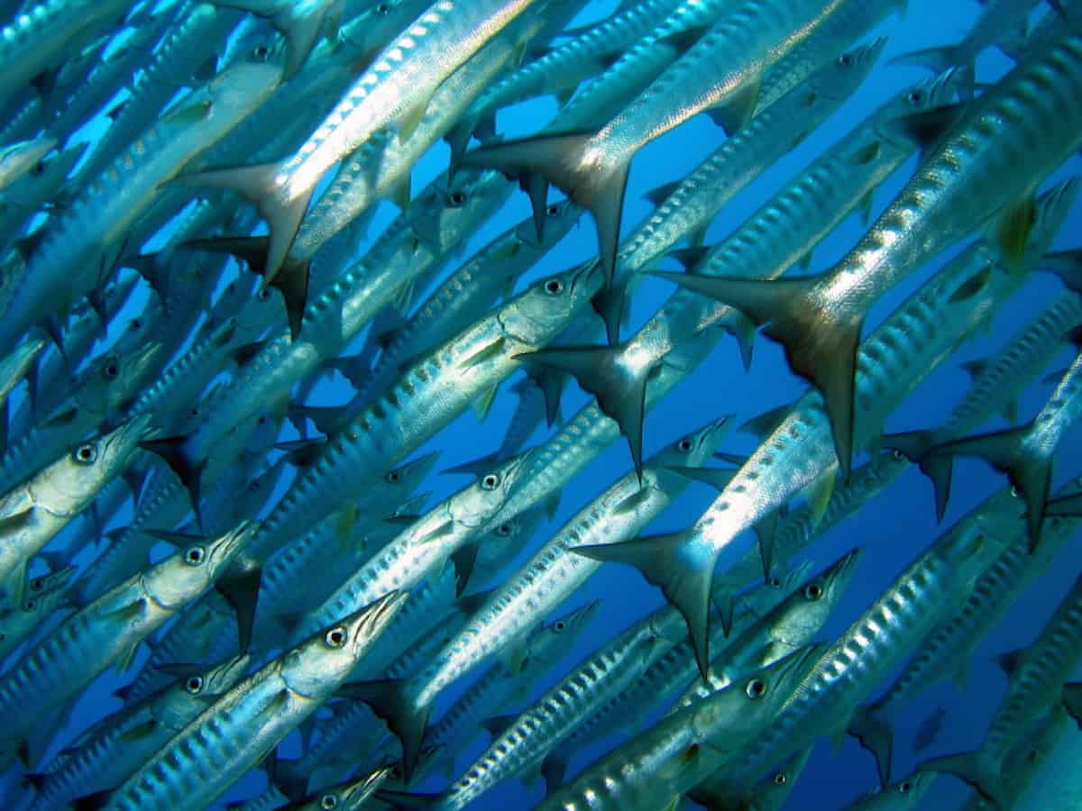 Sipadan - Malaysia