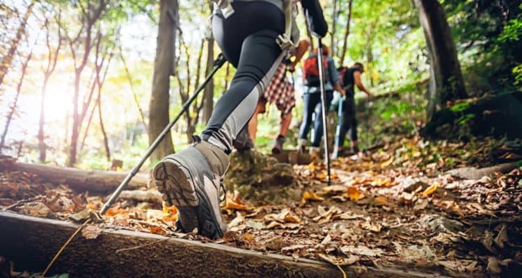 hikers in the woods