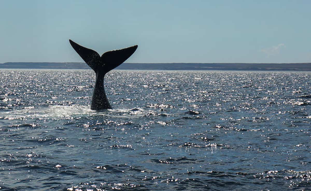 Whale Watching Whale Tail 