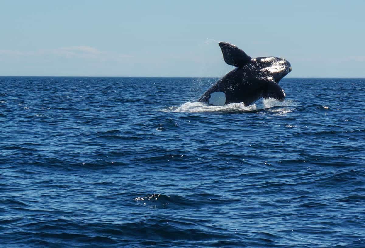 Whale Watching Puerto Piramides