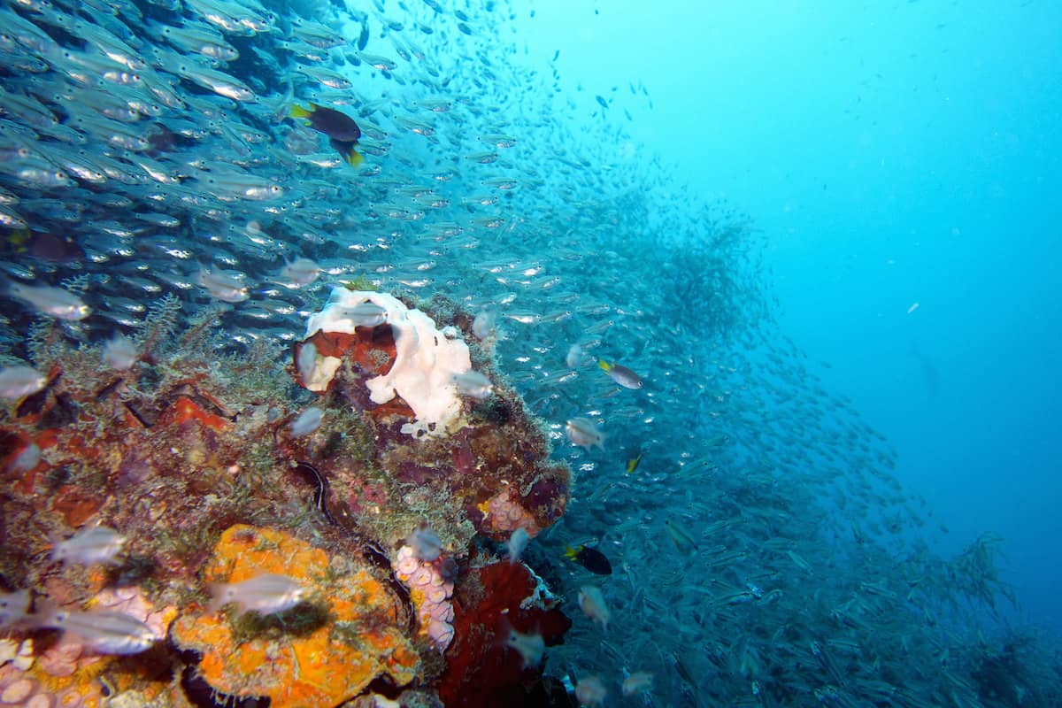 Yongala Wreck - Australia