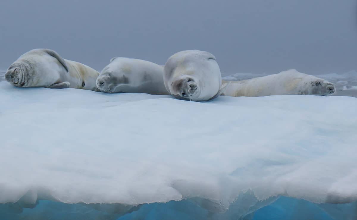 Crab Eater Seal Antarctica