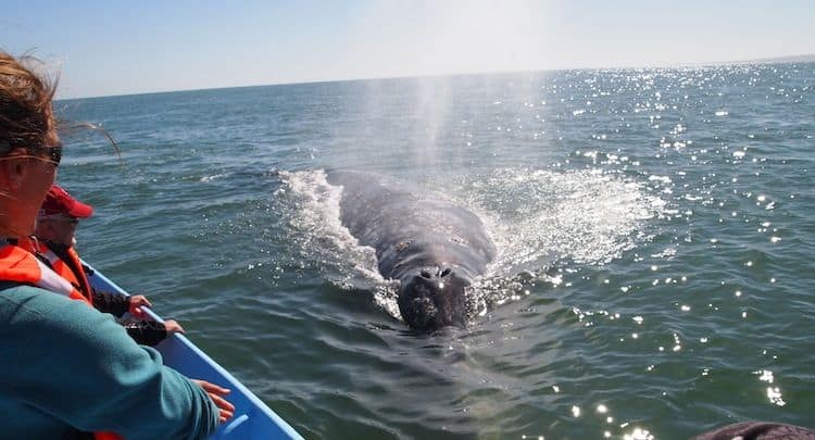 Guide: Cycling Baja California Peninsula, Mexico