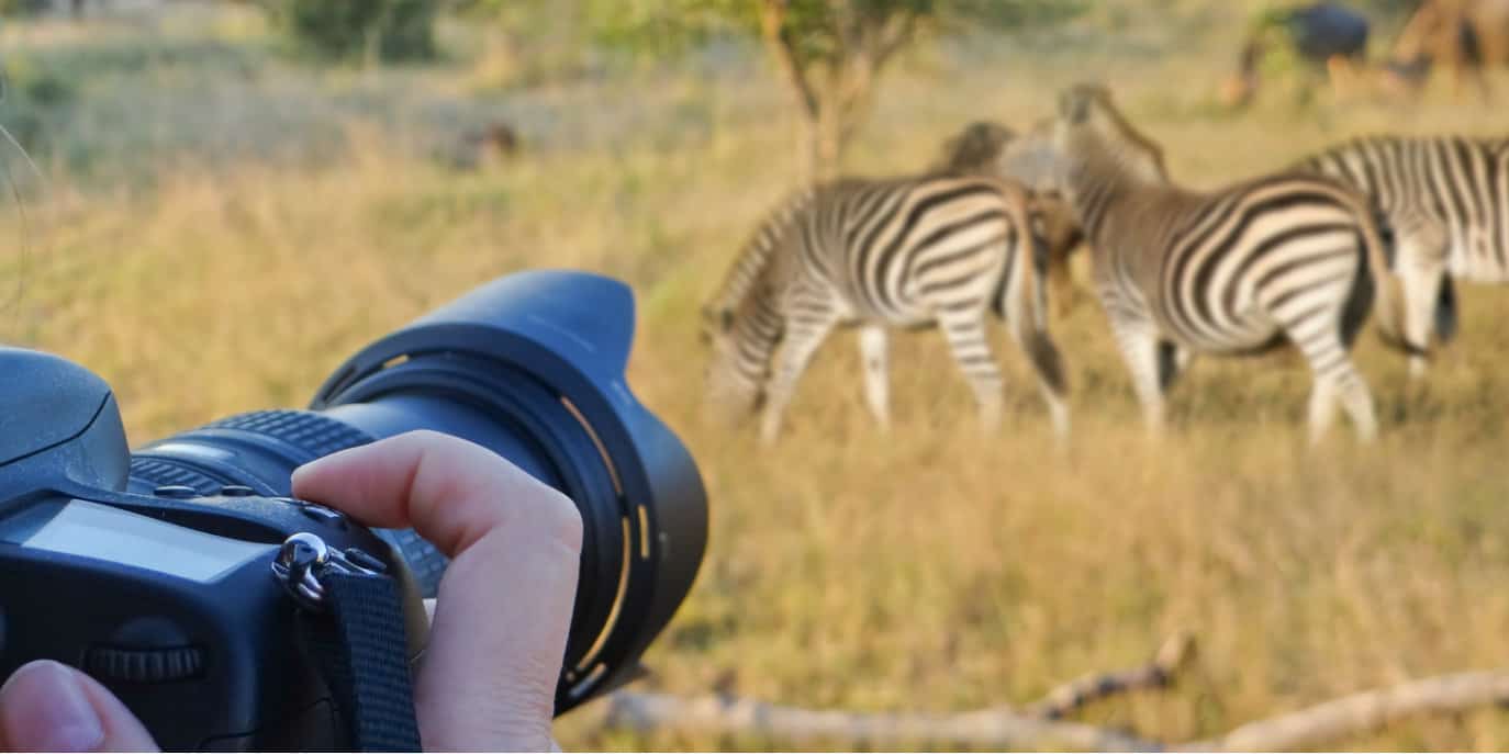 Best Budget Lenses for Wildlife Photography of 2022 • The Adventure Junkies