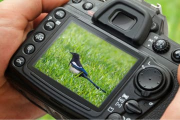 best camera for bird photography