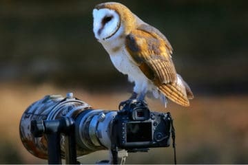 best lens for bird photography