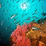 diving in catalina island