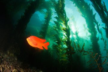 diving in catalina island