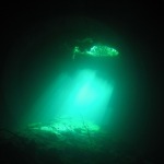 Scuba Diving the Cenotes of Yucatan (Mexico)