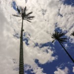 SURREAL LANDSCAPES & TOWERING PALM TREES: HIKING IN THE COCORA VALLEY, COLOMBIA