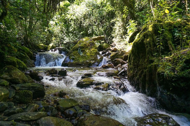 SURREAL LANDSCAPES & TOWERING PALM TREES: HIKING IN THE COCORA VALLEY, COLOMBIA