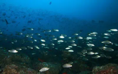 scuba diving coiba island panama