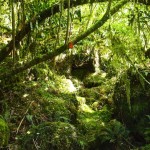 George Sound Track, New Zealand