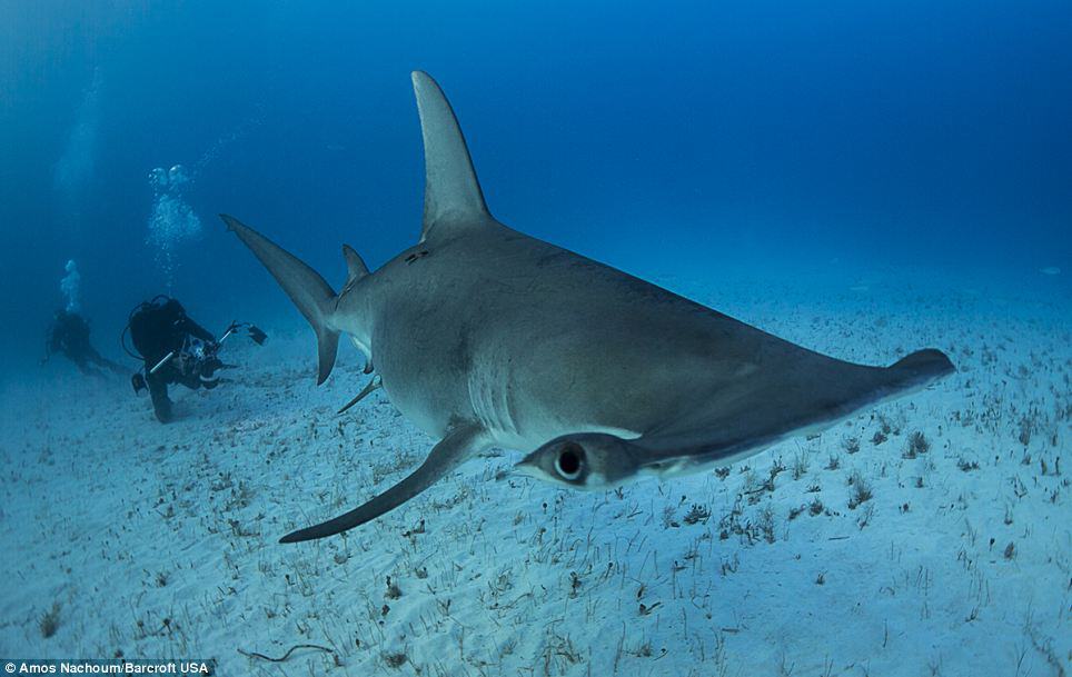 diving with great hammerhead sharks in Bahamas