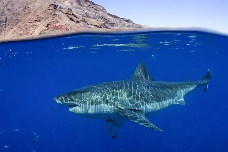 Diving Guadalupe Island, Mexico