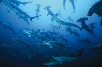 Diving with Hammerhead Sharks