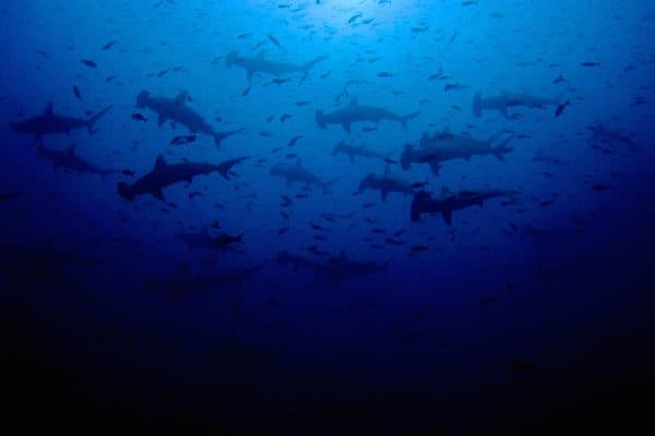 malpelo live aboard diving trips