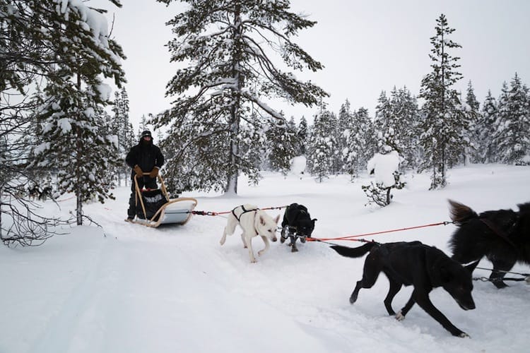 Dog sleeding Lapland