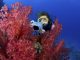 how to take pictures underwater