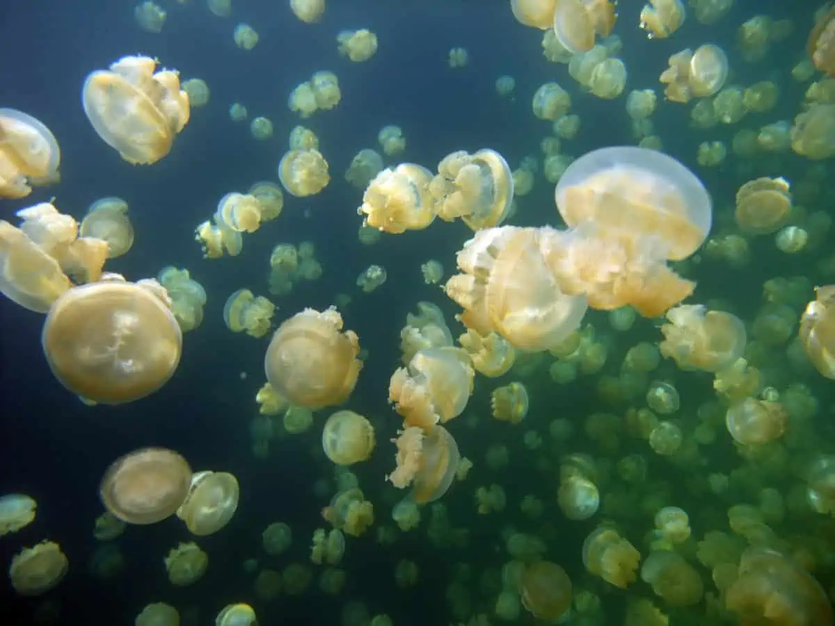 Liveaboard Diving Guide To Palau