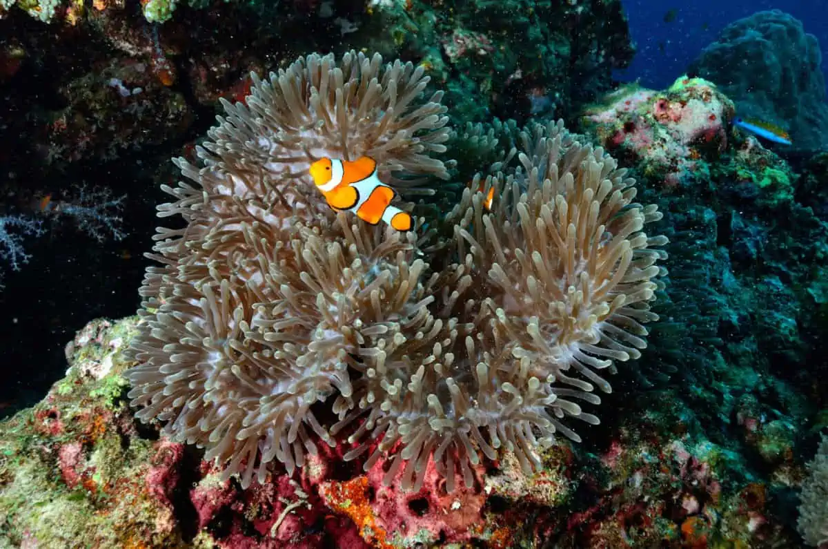 Similan Islands, Thailand