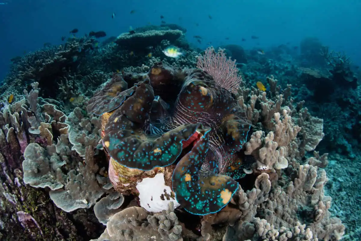 Raja Ampat, Indonesia