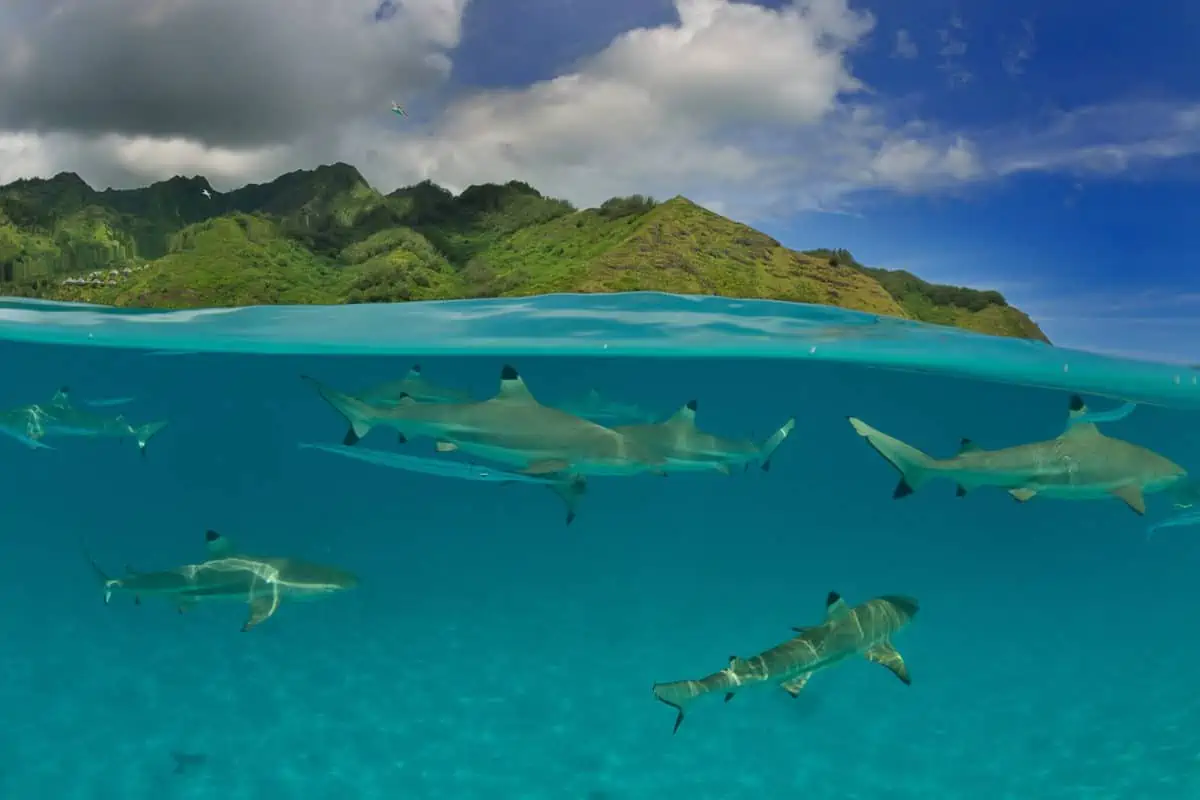 Liveaboard Diving Guide To French Polynesia