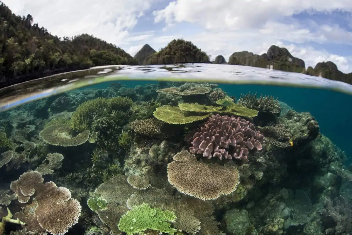 Liveaboard Diving Guide To Papua New Guinea