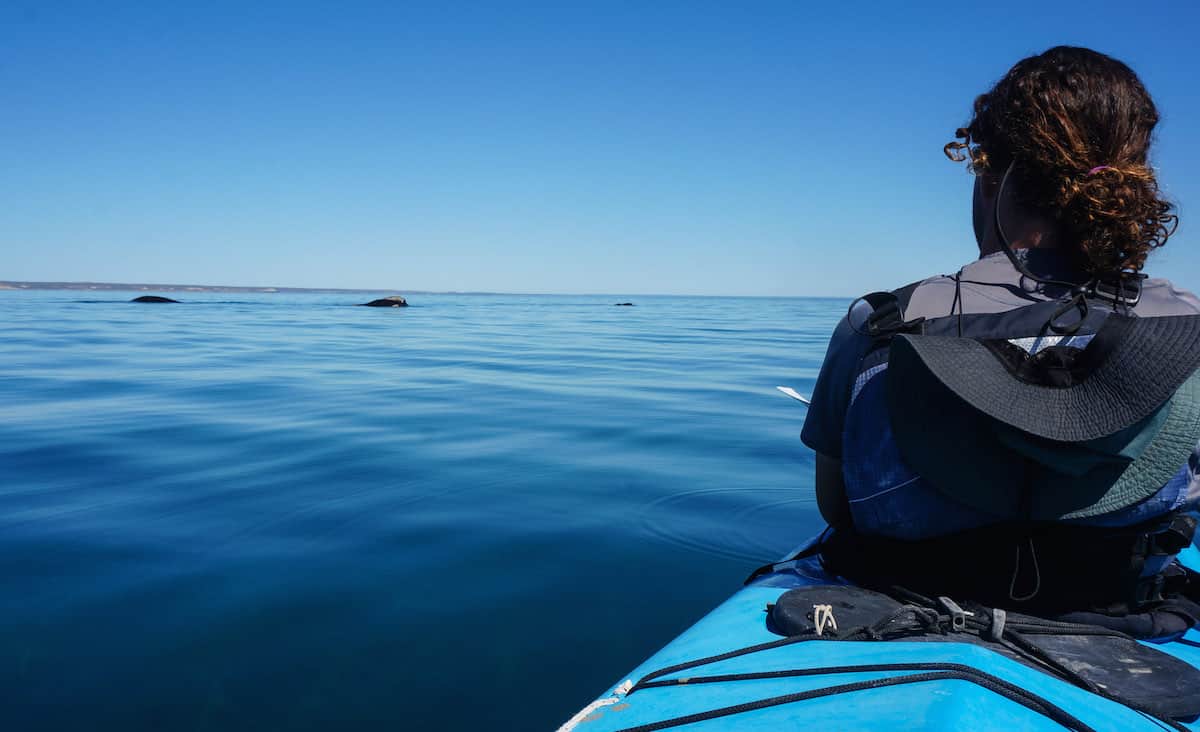 kayak safari peninsula valdes