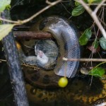 EXPLORING THE AMAZON WITH LA SELVA LODGE IN ECUADOR