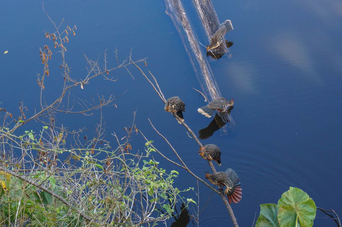 30 Post Cards From The Amazon That Will Inspire You To Head To The Jungle