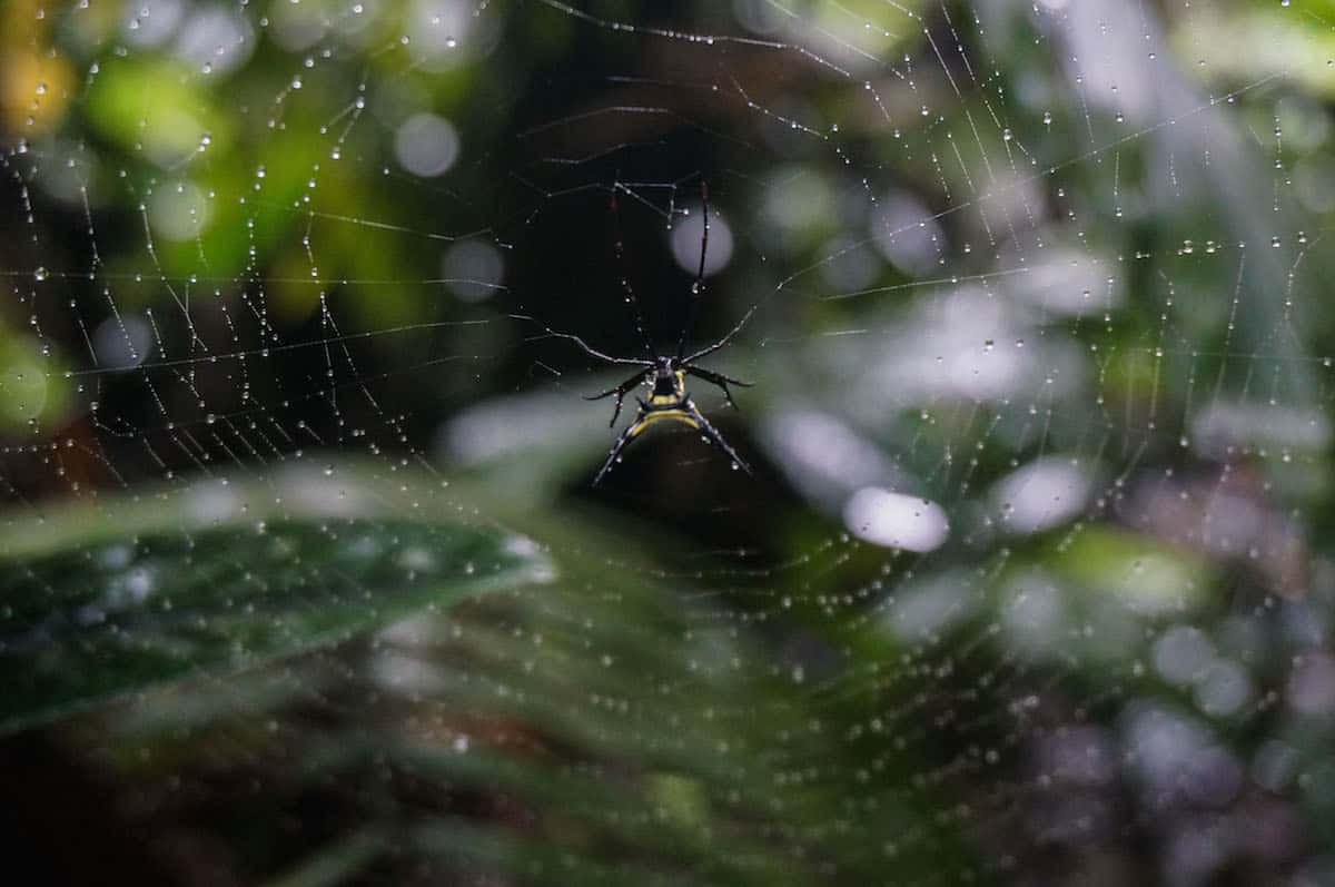 30 Post Cards From The Amazon That Will Inspire You To Head To The Jungle