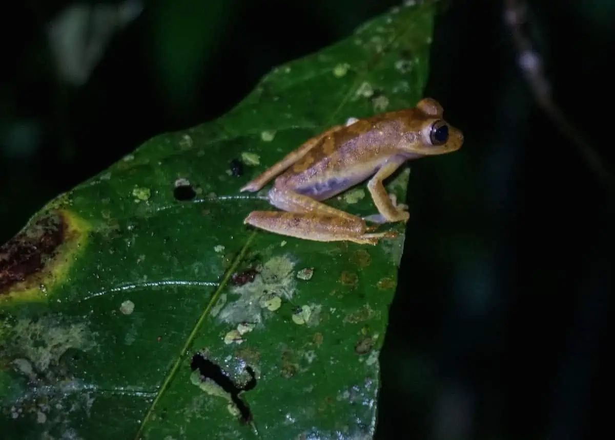 30 Post Cards From The Amazon That Will Inspire You To Head To The Jungle