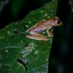 La Selva Eco Lodge Ecuador