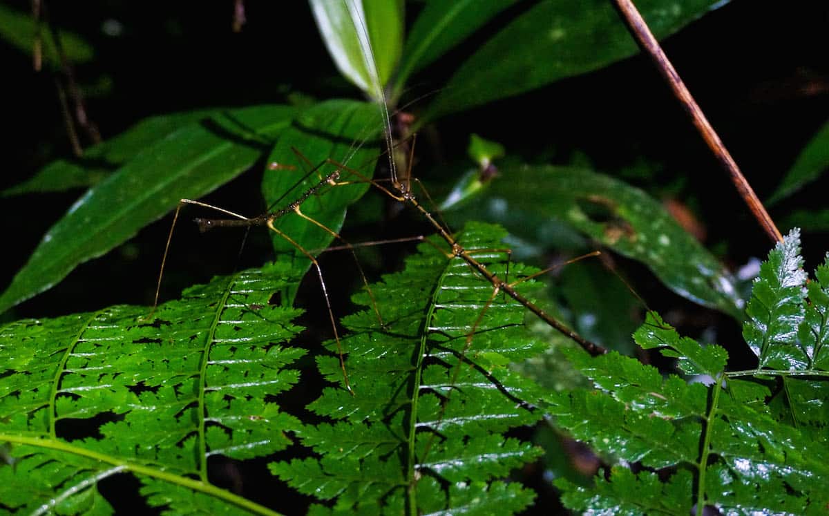 30 Post Cards From The Amazon That Will Inspire You To Head To The Jungle