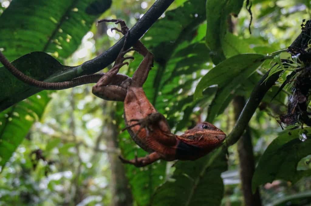 22 Photos That Will Transport To The Amazon Rainforest