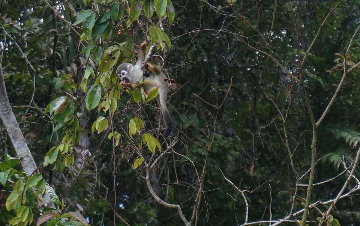 30 Post Cards From The Amazon That Will Inspire You To Head To The Jungle