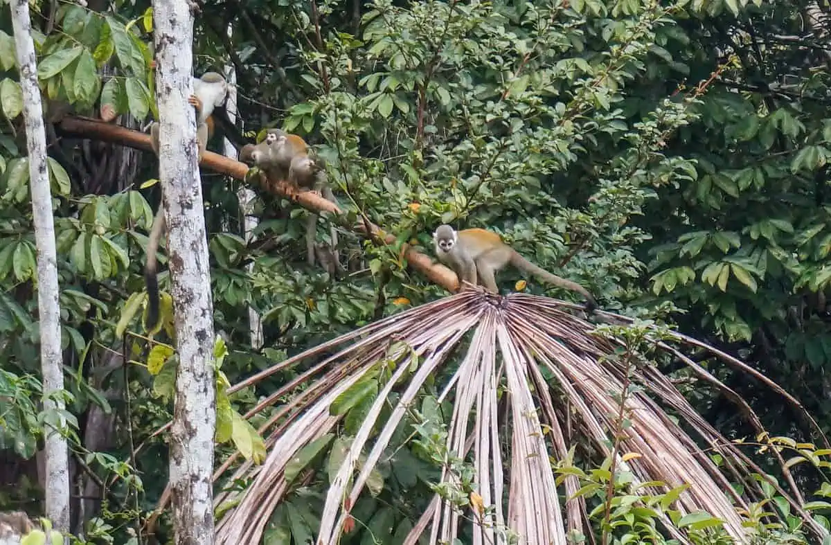 30 Post Cards From The Amazon That Will Inspire You To Head To The Jungle