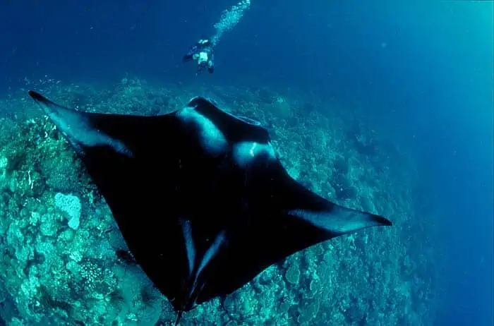 Diving Socorro Island